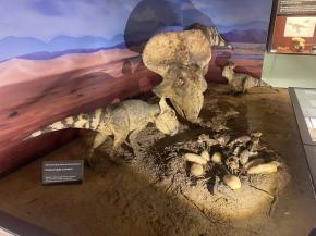 muzeum ewolucji